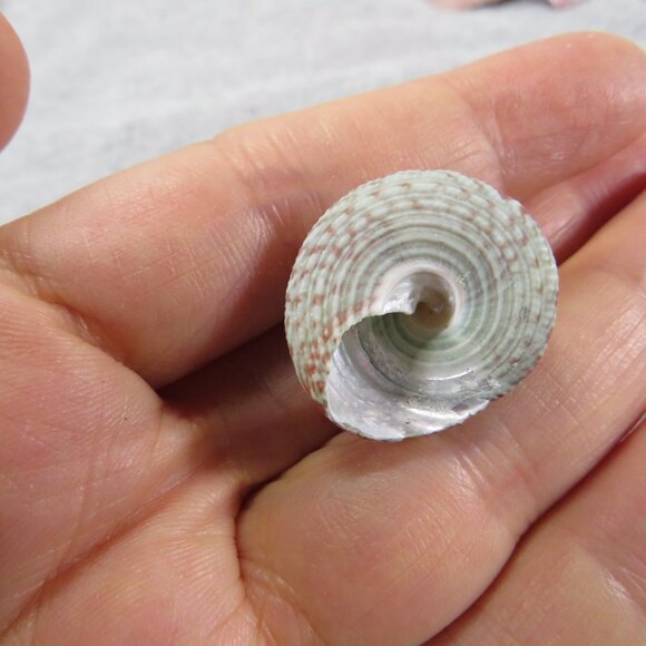 REAL Sea Shells PURPLE wide variety of sizes (all items in 1st pic) 1lb + - Picture 5 of 16